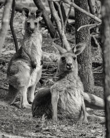 Architecture, Australia, Black and White, Canberra, Landscape, Macro, Monochrome, Nature, Photography, Travel, Wildlife