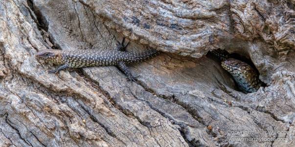 Australia, Birds, Canberra, Cunningham's Skink, Echidna, Flowers, Focus stacking, Kangaroos, Landscape, Macro, Nature, Photography, Travel, Wildlife
