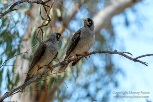 Australia, Birds, Canberra, Cunningham's Skink, Echidna, Flowers, Focus stacking, Kangaroos, Landscape, Macro, Nature, Photography, Travel, Wildlife