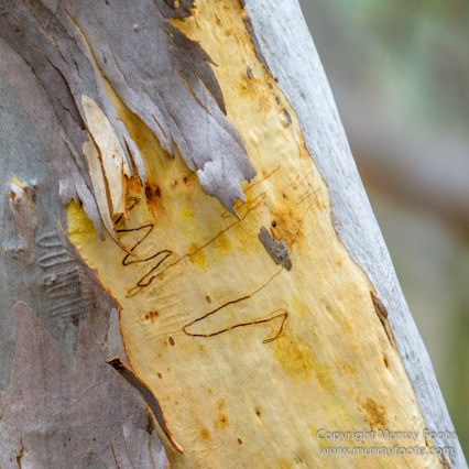 Australia, Birds, Canberra, Cunningham's Skink, Echidna, Flowers, Focus stacking, Kangaroos, Landscape, Macro, Nature, Photography, Travel, Wildlife