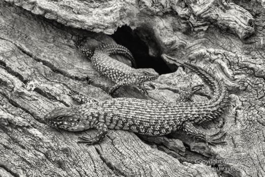 Architecture, Australia, Black and White, Canberra, Landscape, Macro, Monochrome, Nature, Photography, Travel, Wildlife