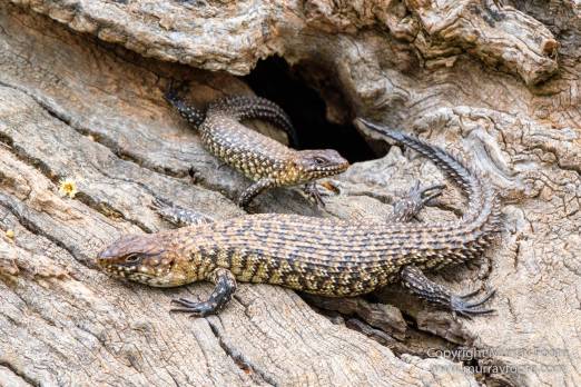 Australia, Birds, Canberra, Cunningham's Skink, Echidna, Flowers, Focus stacking, Kangaroos, Landscape, Macro, Nature, Photography, Travel, Wildlife
