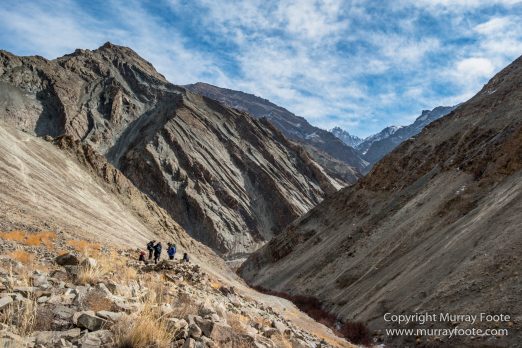 Bharal, Blue Sheep, Hemis National Park, India, Ladakh, Landscape, Nature, Photography, Rumbak, Tibet, Travel, Wilderness