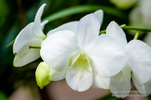 Flowers, Landscape, Macro, National Orchid Garden, Nature, Orchids, Photography, Singapore, Singapore Botanic Gardens, Travel