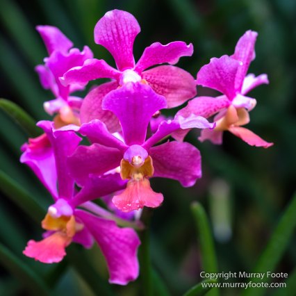 Flowers, Landscape, Macro, National Orchid Garden, Nature, Orchids, Photography, Singapore, Singapore Botanic Gardens, Travel
