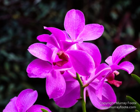 Flowers, Landscape, Macro, National Orchid Garden, Nature, Orchids, Photography, Singapore, Singapore Botanic Gardens, Travel