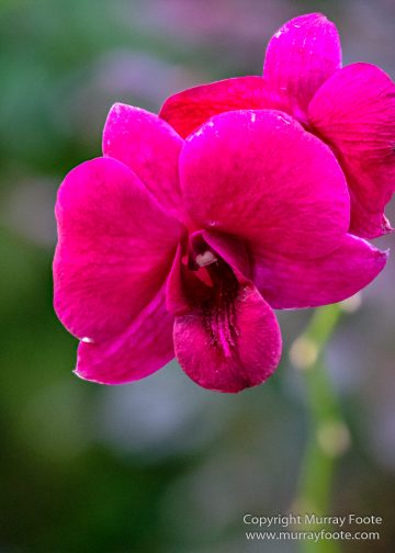 Flowers, Landscape, Macro, National Orchid Garden, Nature, Orchids, Photography, Singapore, Singapore Botanic Gardens, Travel