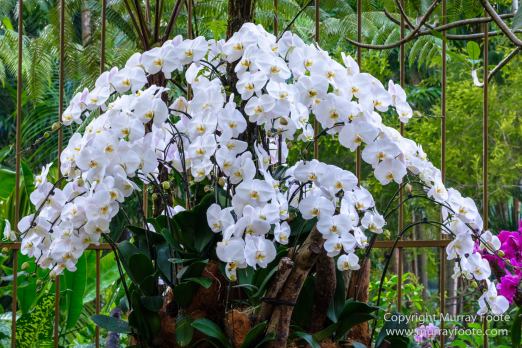 Flowers, Landscape, Macro, National Orchid Garden, Nature, Orchids, Photography, Singapore, Singapore Botanic Gardens, Travel