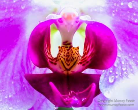 Flowers, Landscape, Macro, National Orchid Garden, Nature, Orchids, Photography, Singapore, Singapore Botanic Gardens, Travel