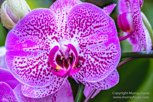 Flowers, Landscape, Macro, National Orchid Garden, Nature, Orchids, Photography, Singapore, Singapore Botanic Gardens, Travel