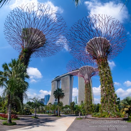Flower Dome, Flowers, Gardens by the Bay, Landscape, Macro, Nature, Orchids, Photography, Singapore, Travel