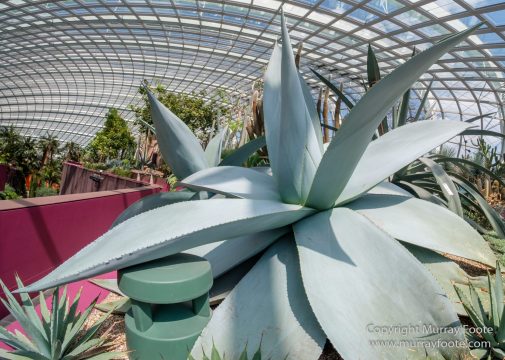 Flower Dome, Flowers, Gardens by the Bay, Landscape, Macro, Nature, Orchids, Photography, Singapore, Travel