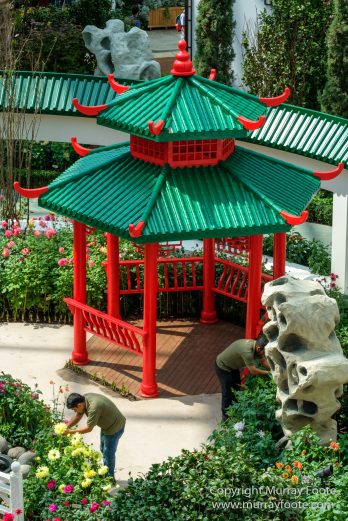 Flower Dome, Flowers, Gardens by the Bay, Landscape, Macro, Nature, Orchids, Photography, Singapore, Travel