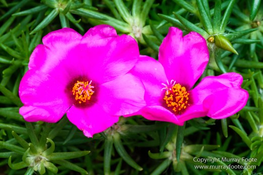 Flower Dome, Flowers, Gardens by the Bay, Landscape, Macro, Nature, Orchids, Photography, Singapore, Travel