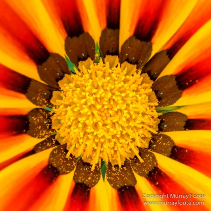 Flower Dome, Flowers, Gardens by the Bay, Landscape, Macro, Nature, Orchids, Photography, Singapore, Travel