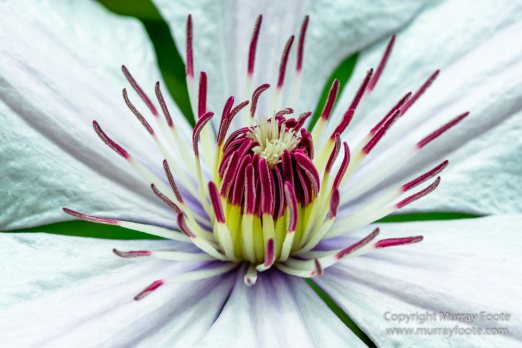 Flower Dome, Flowers, Gardens by the Bay, Landscape, Macro, Nature, Orchids, Photography, Singapore, Travel