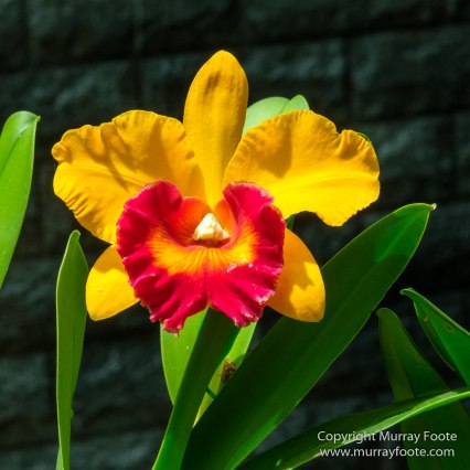 Asian Civilisations Museum, Cloud Forest, Flowers, Gardens by the Bay, Landscape, Macro, Nature, Orchids, Photography, Singapore, Travel