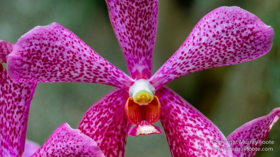 Asian Civilisations Museum, Cloud Forest, Flowers, Gardens by the Bay, Landscape, Macro, Nature, Orchids, Photography, Singapore, Travel