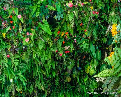 Asian Civilisations Museum, Cloud Forest, Flowers, Gardens by the Bay, Landscape, Macro, Nature, Orchids, Photography, Singapore, Travel