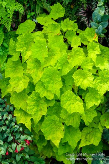 Asian Civilisations Museum, Cloud Forest, Flowers, Gardens by the Bay, Landscape, Macro, Nature, Orchids, Photography, Singapore, Travel