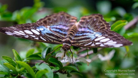 Bhudda Tooth Temple, Butterfly, Chinatown, Landscape, Macro, Nature, Photography, Singapore, Street photography, Travel