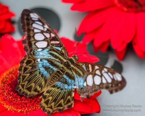 Bhudda Tooth Temple, Butterfly, Chinatown, Landscape, Macro, Nature, Photography, Singapore, Street photography, Travel