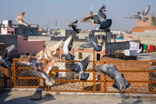 Delhi, Fatehpuri Masjid, Humayun's Tomb, India, Landscape, Photography, Street photography, Travel
