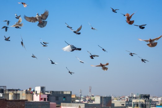 Delhi, Fatehpuri Masjid, Humayun's Tomb, India, Landscape, Photography, Street photography, Travel