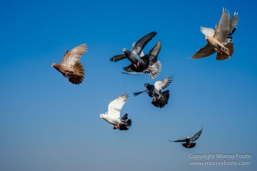 Delhi, Fatehpuri Masjid, Humayun's Tomb, India, Landscape, Photography, Street photography, Travel