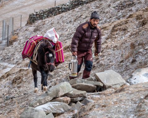 Buddhism, Hemis National Park, Horses, India, Ladakh, Landscape, Nature, Photography, Rumbak, Tibet, Travel, Wilderness