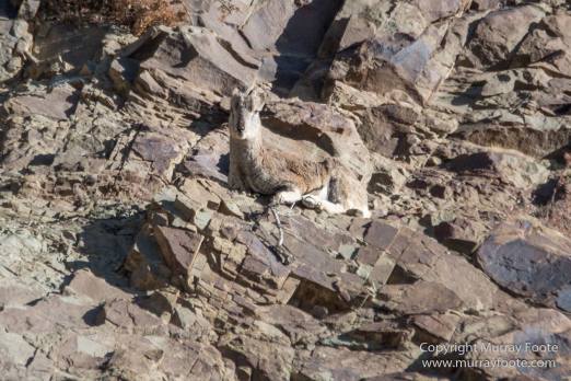 Bharal, Blue Sheep, Hemis National Park, India, Ladakh, Landscape, Nature, Photography, Rumbak, Tibet, Travel, Wilderness