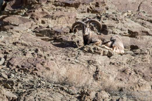 Bharal, Blue Sheep, Hemis National Park, India, Ladakh, Landscape, Nature, Photography, Rumbak, Tibet, Travel, Wilderness