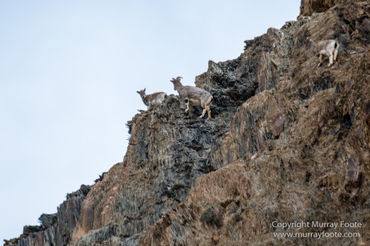 Bharal, Blue Sheep, Hemis National Park, India, Ladakh, Landscape, Nature, Photography, Rumbak, Tibet, Travel, Wilderness