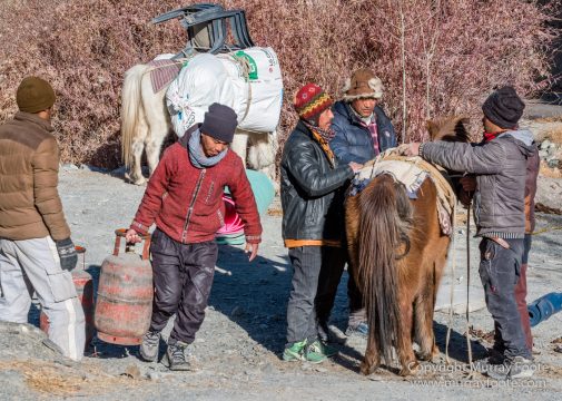Abstract, Buddhism, Hemis National Park, Ice, India, Ladakh, Landscape, Macro, Nature, Photography, Rumbak, Snow Leopards, Tibet, Travel, Wilderness