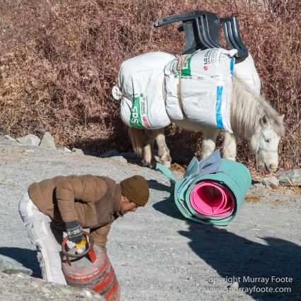 Abstract, Buddhism, Hemis National Park, Ice, India, Ladakh, Landscape, Macro, Nature, Photography, Rumbak, Snow Leopards, Tibet, Travel, Wildernes