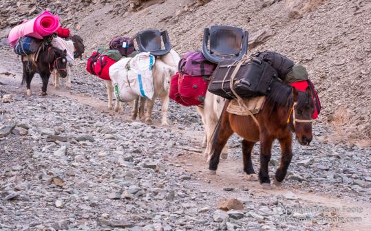 Abstract, Buddhism, Hemis National Park, Ice, India, Ladakh, Landscape, Macro, Nature, Photography, Rumbak, Snow Leopards, Tibet, Travel, Wildernes