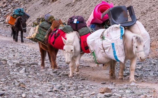 Abstract, Buddhism, Hemis National Park, Ice, India, Ladakh, Landscape, Macro, Nature, Photography, Rumbak, Snow Leopards, Tibet, Travel, Wildernes