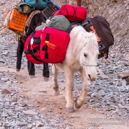 Abstract, Buddhism, Hemis National Park, Ice, India, Ladakh, Landscape, Macro, Nature, Photography, Rumbak, Snow Leopards, Tibet, Travel, Wildernes