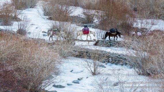 Abstract, Buddhism, Hemis National Park, Ice, India, Ladakh, Landscape, Macro, Nature, Photography, Rumbak, Snow Leopards, Tibet, Travel, Wildernes