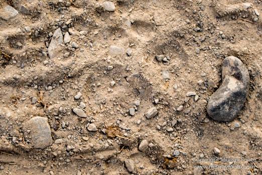Abstract, Buddhism, Hemis National Park, Ice, India, Ladakh, Landscape, Macro, Nature, Photography, Rumbak, Snow Leopards, Tibet, Travel, Wildernes