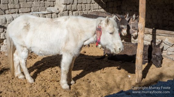Hemis National Park, Horses, Ice, India, Ladakh, Landscape, Nature, Night Photography, Photography, Rumbak, Tibet, Travel, Wilderness