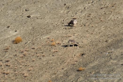 Abstract, Buddhism, Hemis National Park, Ice, India, Ladakh, Landscape, Macro, Nature, Photography, Rumbak, Snow Leopards, Tibet, Travel, Wildernes