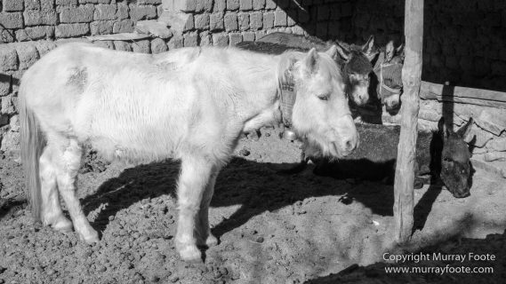Black and White, Blue Sheep, Buddhism, Hemis National Park, Horses, India, Ladakh, Landscape, Monochrome, Photography, Rumbak, Street photography, Tibet, Yak