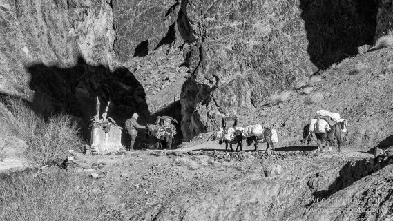 Black and White, Blue Sheep, Buddhism, Hemis National Park, Horses, India, Ladakh, Landscape, Monochrome, Photography, Rumbak, Street photography, Tibet, Yak