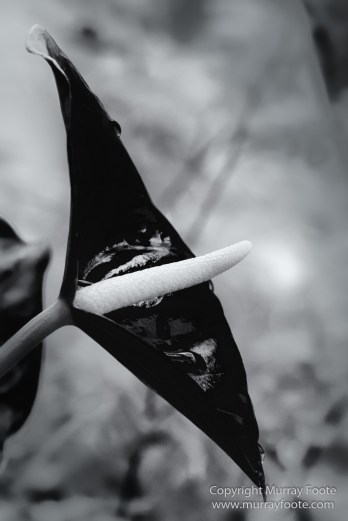 Black and White, Gardens by the Bay, Landscape, Monochrome, Nature, Photography, Singapore, Wilderness