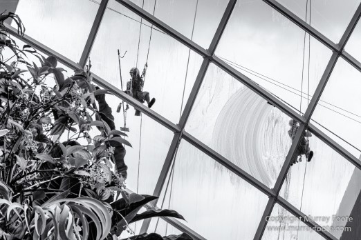 Black and White, Gardens by the Bay, Landscape, Monochrome, Nature, Photography, Singapore, Wilderness