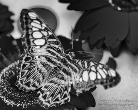 Black and White, Buddhism, Butterfly, Chinatown, Landscape, Monochrome, Nature, Photography, Singapore, Wilderness