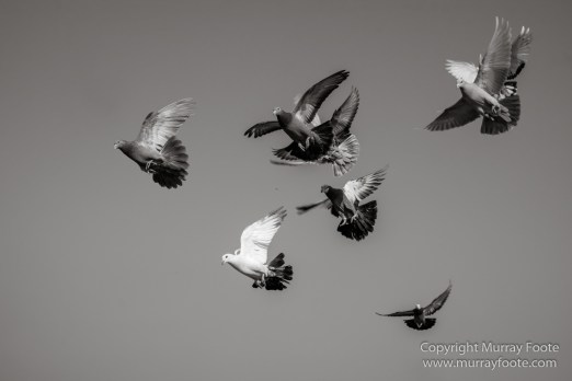 Black and White, Delhi, India, Landscape, Monochrome, Photography, Street photography