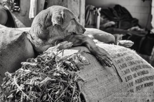 Black and White, Delhi, India, Landscape, Monochrome, Photography, Street photography