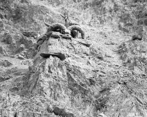 Black and White, Buddhism, Hemis National Park, India, Ladakh, Landscape, Monochrome, Photography, Rumbak, Street photography, Tibet